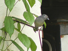 Melaenornis fischeri