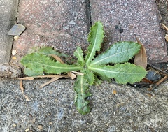 Sonchus asper