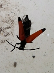 Stenelytrana