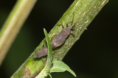 Hygia pedestris