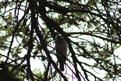 Melaenornis fischeri