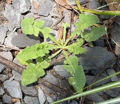 Sonchus asper