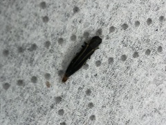 Agrilus bilineatus