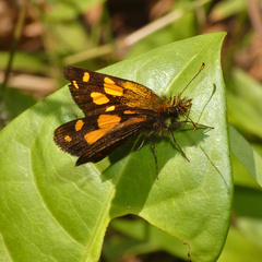 Metisella metis