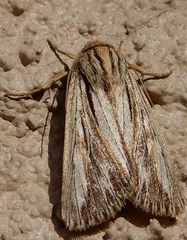 Rhizagrotis cloanthoides