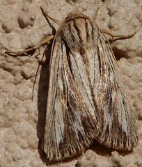 Rhizagrotis cloanthoides