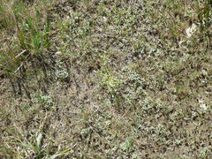 Plagiobothrys reticulatus