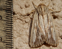 Rhizagrotis cloanthoides