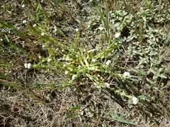 Plagiobothrys reticulatus