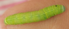 Orthosia cerasi