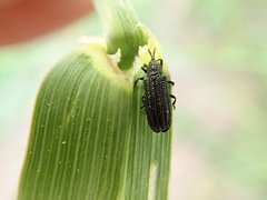 Anisostena nigrita
