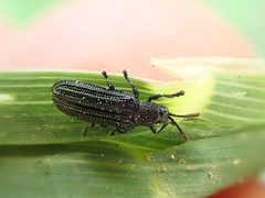 Anisostena nigrita