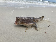 Ogcocephalus cubifrons