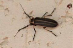 Pseudozonitis labialis