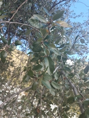 Quercus brandegeei