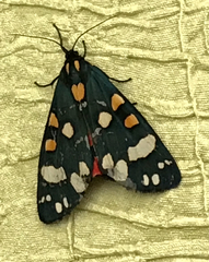 Callimorpha dominula