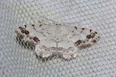 Scopula decorata