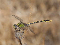 Ophiogomphus occidentis