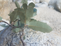 Quercus brandegeei
