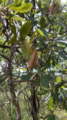 Magnoliopsida