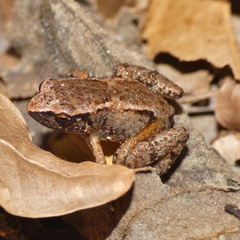 Arthroleptis xenodactyloides