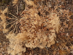 Lomatium suksdorfii