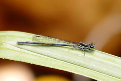 Pseudagrion furcigerum