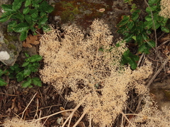 Lomatium suksdorfii
