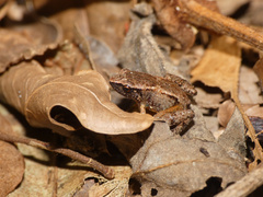 Arthroleptis xenodactyloides