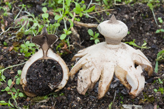 Geastrum striatum