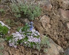 Mertensia longiflora