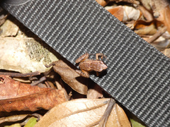 Arthroleptis xenodactyloides