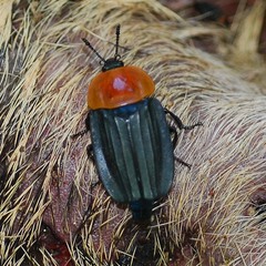 Necrophila brunnicollis