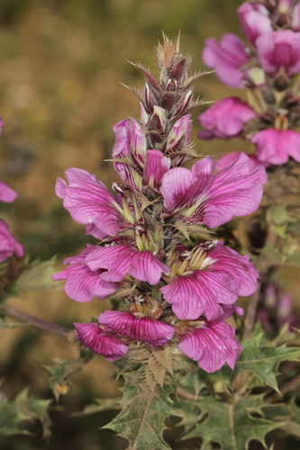 Prickly Bear's Breeches