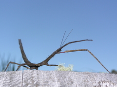 Argosarchus horridus