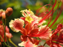 Caesalpinia