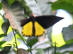 Troides helena cerberus