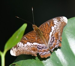 Lebadea martha parkeri