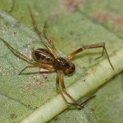 Afroneta serrata