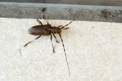 Acalolepta fraudatrix