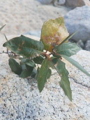 Quercus brandegeei