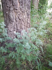 Artemisia absinthium