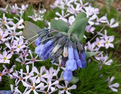 Mertensia longiflora
