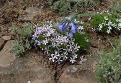 Mertensia longiflora