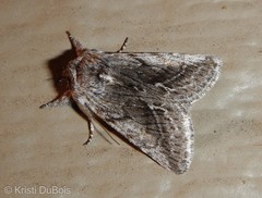 Pleromelloida bonuscula