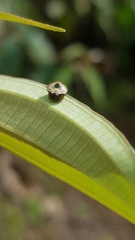 Hypognatha