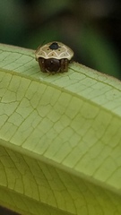 Hypognatha