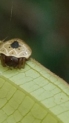 Hypognatha