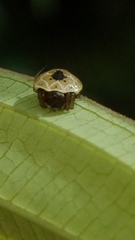 Hypognatha