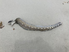 Gymnothorax saxicola